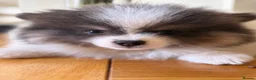 Pomeranian dogs for sale: Stunning KC Registered Small Pomeranian Puppies - Advert 3