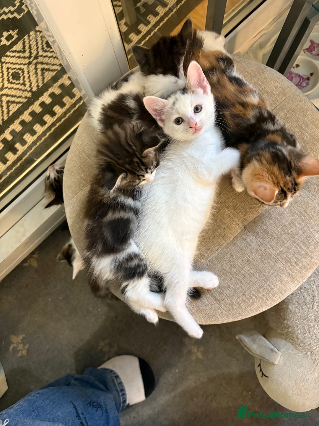 Mixed Breed cats for sale: Beautiful long and short haired kittens  - Advert 8