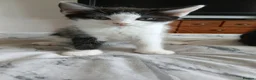 Mixed Breed cats for sale: 5 beautiful kittens - Advert 5