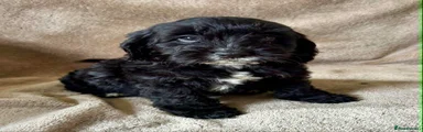 Cockapoo Puppy 3