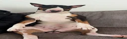 English Bull Terrier dogs for stud: Tri coloured bull terrier for studding (CHAOS) - Advert 7