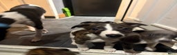 Whippet dogs for sale: Male Brindle and White party Whippet  - Advert 2