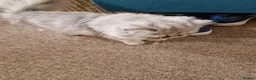 Persian cats for sale: Beautiful Mochi – 7-Month-Old Female Cat  - Advert 11