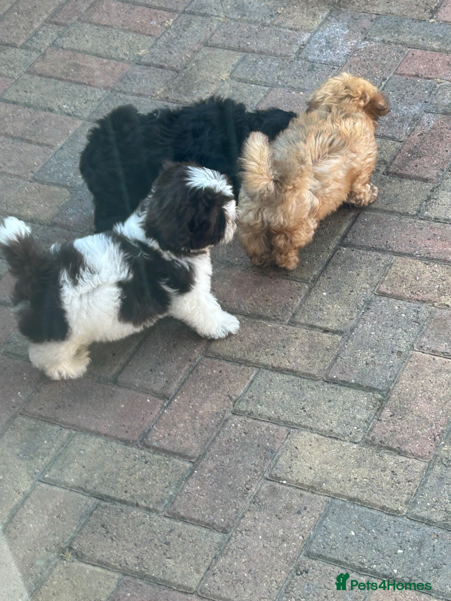Havanese dogs 8 Exceptional colours KC reg Havanese puppies  - Advert 2