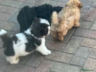 Havanese dogs 8 Exceptional colours KC reg Havanese puppies - Advert 2