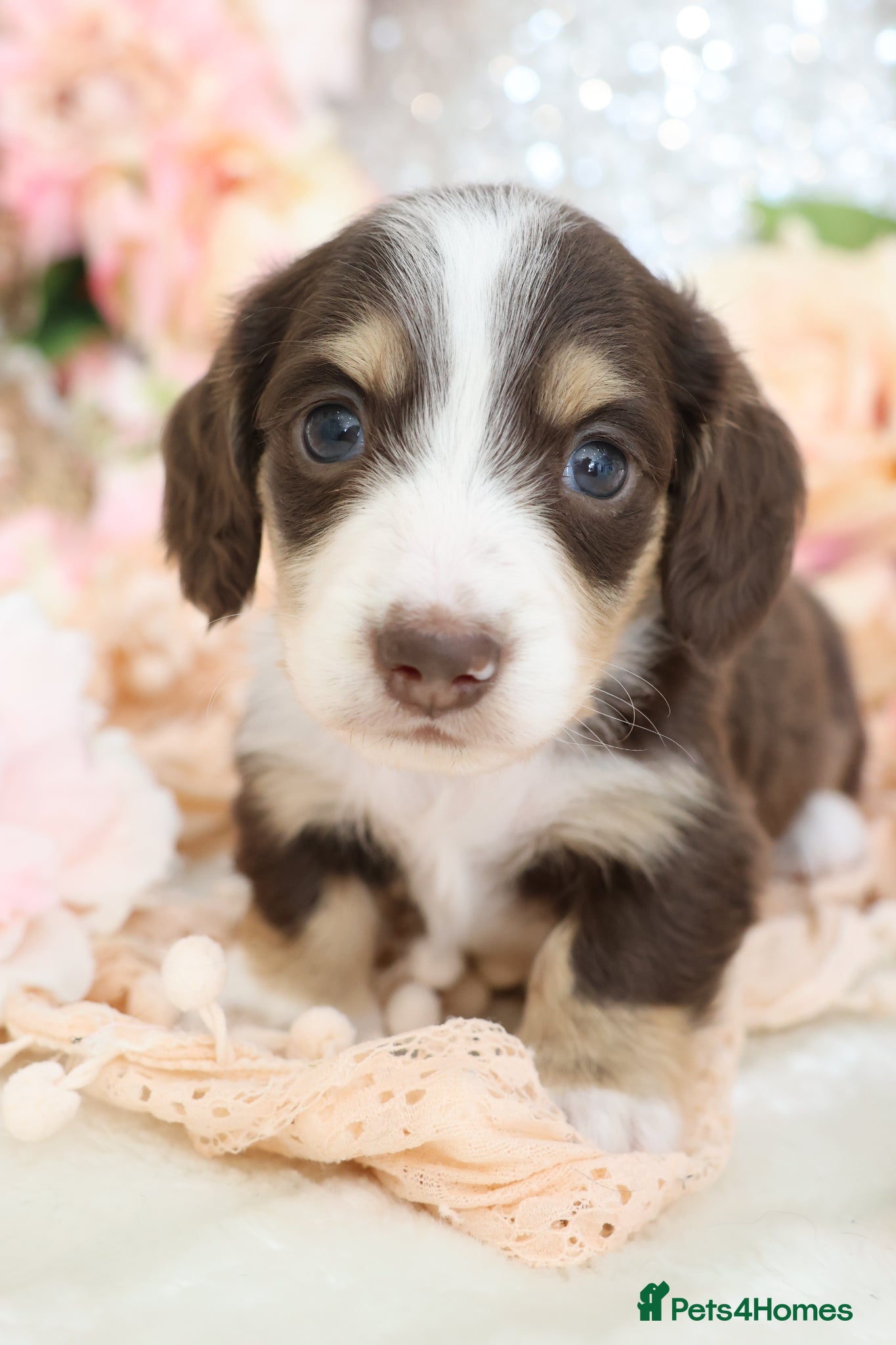 Miniature Dachshund dogs KC Longhair Miniature Dachshund Puppies - Advert 5
