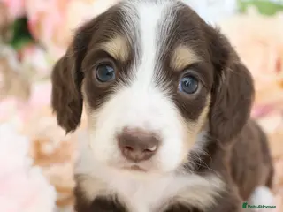 Miniature Dachshund dogs KC Longhair Miniature Dachshund Puppies - Advert 5