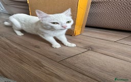 Russian Blue cats for sale: Cats for sale - Image 3