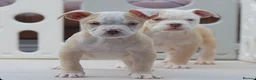 Olde English Bulldogge dogs for sale: 24 years 5⭐️Licensed & Registered, uk No 1  - Advert 24