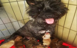 Cairn Terrier dogs for sale: Cracking litter of Cairn terriers - Image 14