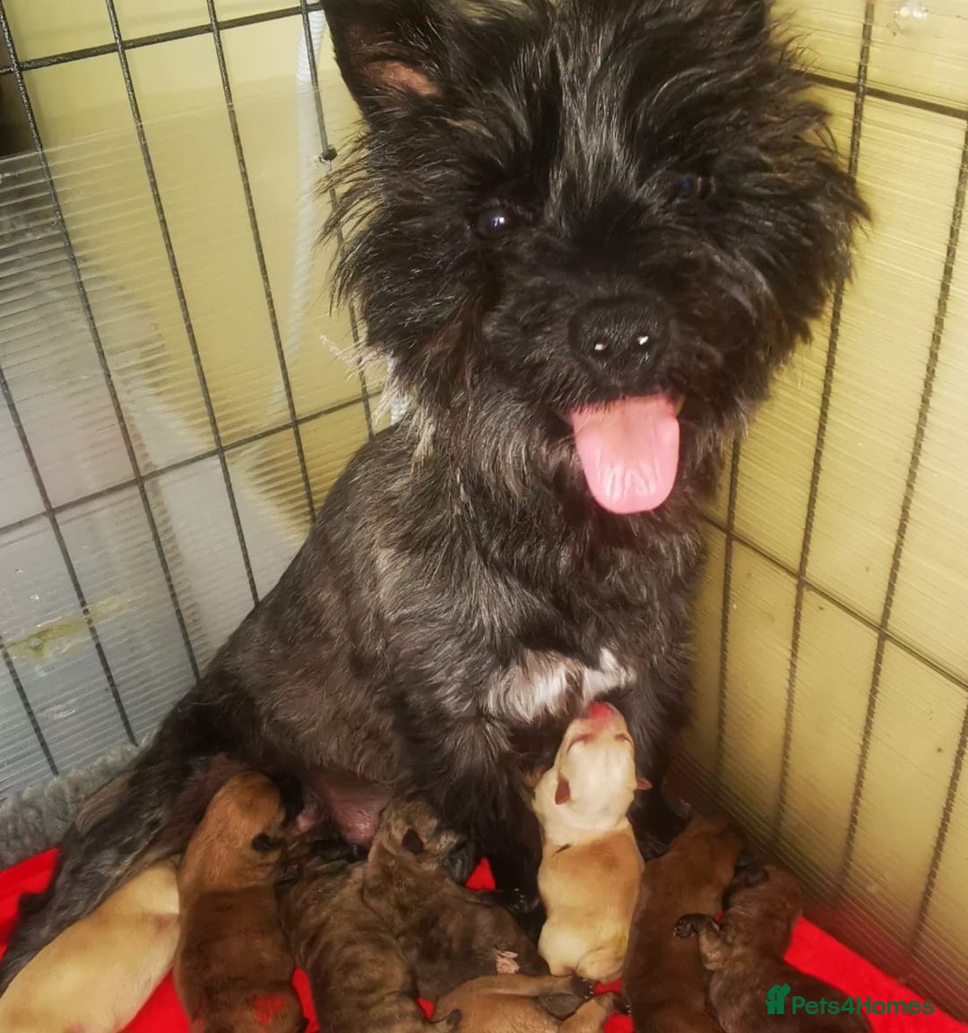 Cairn Terrier dogs for sale: Cracking litter of Cairn terriers - Image 14