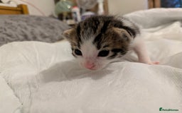 Mixed Breed cats for sale: 4 stunning kittens  - Image 29