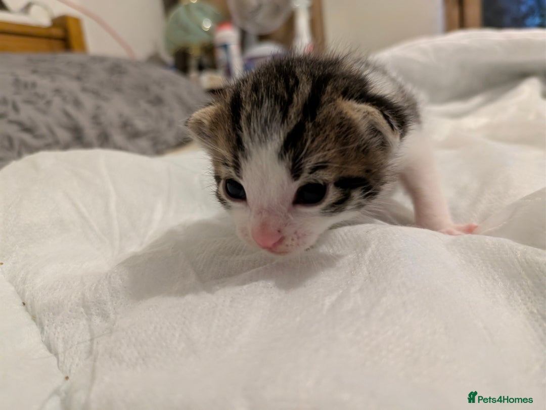 Mixed Breed cats for sale: 4 stunning kittens  - Image 29