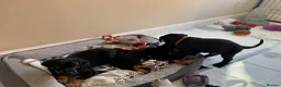 Dobermann dogs for sale: Doberman puppies  in Sunderland - Advert 9