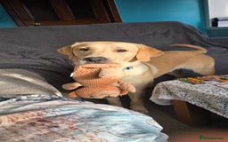 Labrador Retriever dogs for sale: Wanted loving home for bear  - Image 4