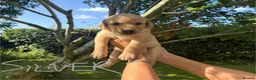 Goldador dogs for sale: Golden Retriever Labrador Puppies - Advert 8