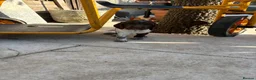 Sprocker dogs for sale: Working sprocker puppies  - Advert 6