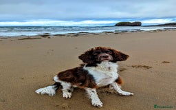 English Springer Spaniel dogs for sale: Beautiful springer spaniel - Image 3