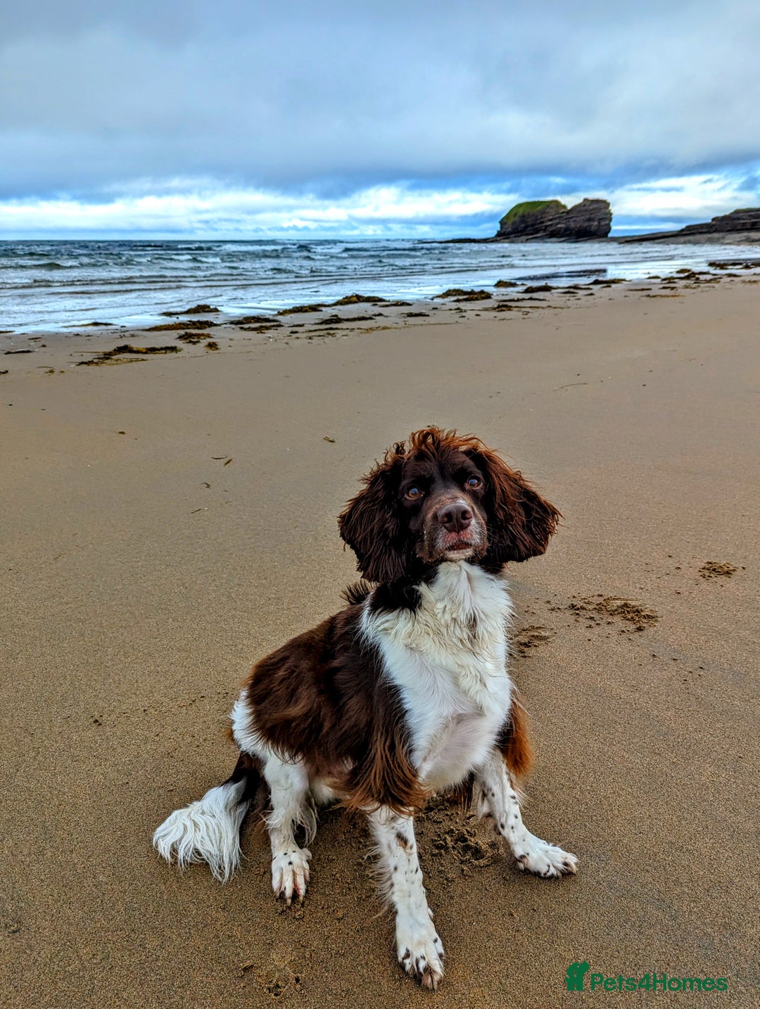 English Springer Spaniel dogs for sale: Beautiful springer spaniel - Image 3