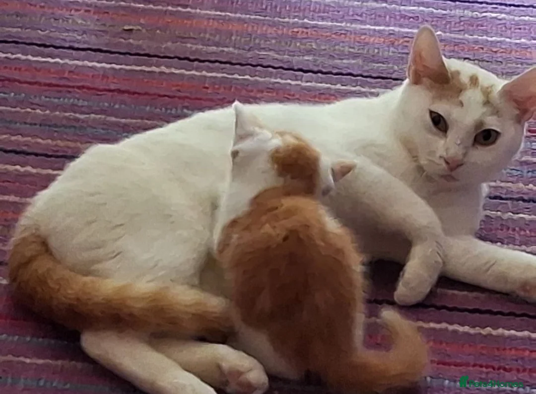Mixed Breed cats for adoption: Beautiful inside and out - young rescue female cat - Advert 2