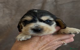 Cocker Spaniel dogs for sale: Tri coloured, strong, Cocker Spaniel Puppies  - Image 5