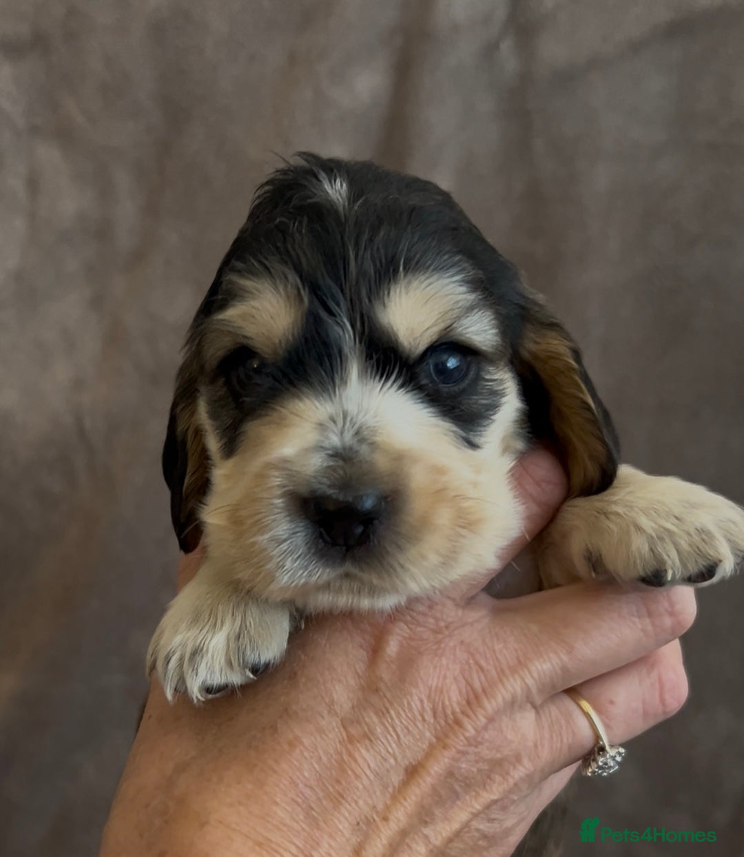 Cocker Spaniel dogs for sale: Tri coloured, strong, Cocker Spaniel Puppies  - Image 5