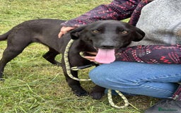 Mixed Breed dogs for adoption: LOLA -affectionate girl/ friendly/loving/happy - Image 1
