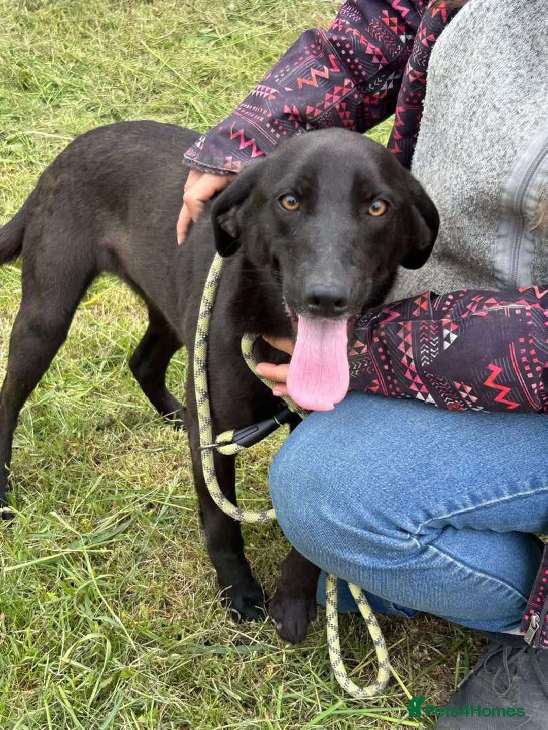 Mixed Breed dogs for adoption: LOLA -affectionate girl/ friendly/loving/happy - Image 1