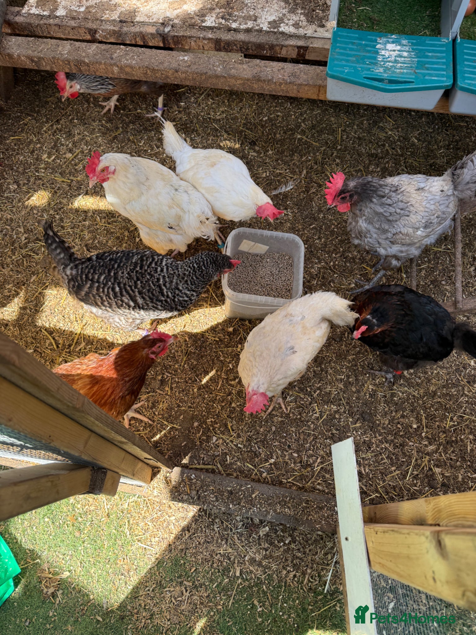 Chickens poultry Chickens mixed breeds - Advert 3
