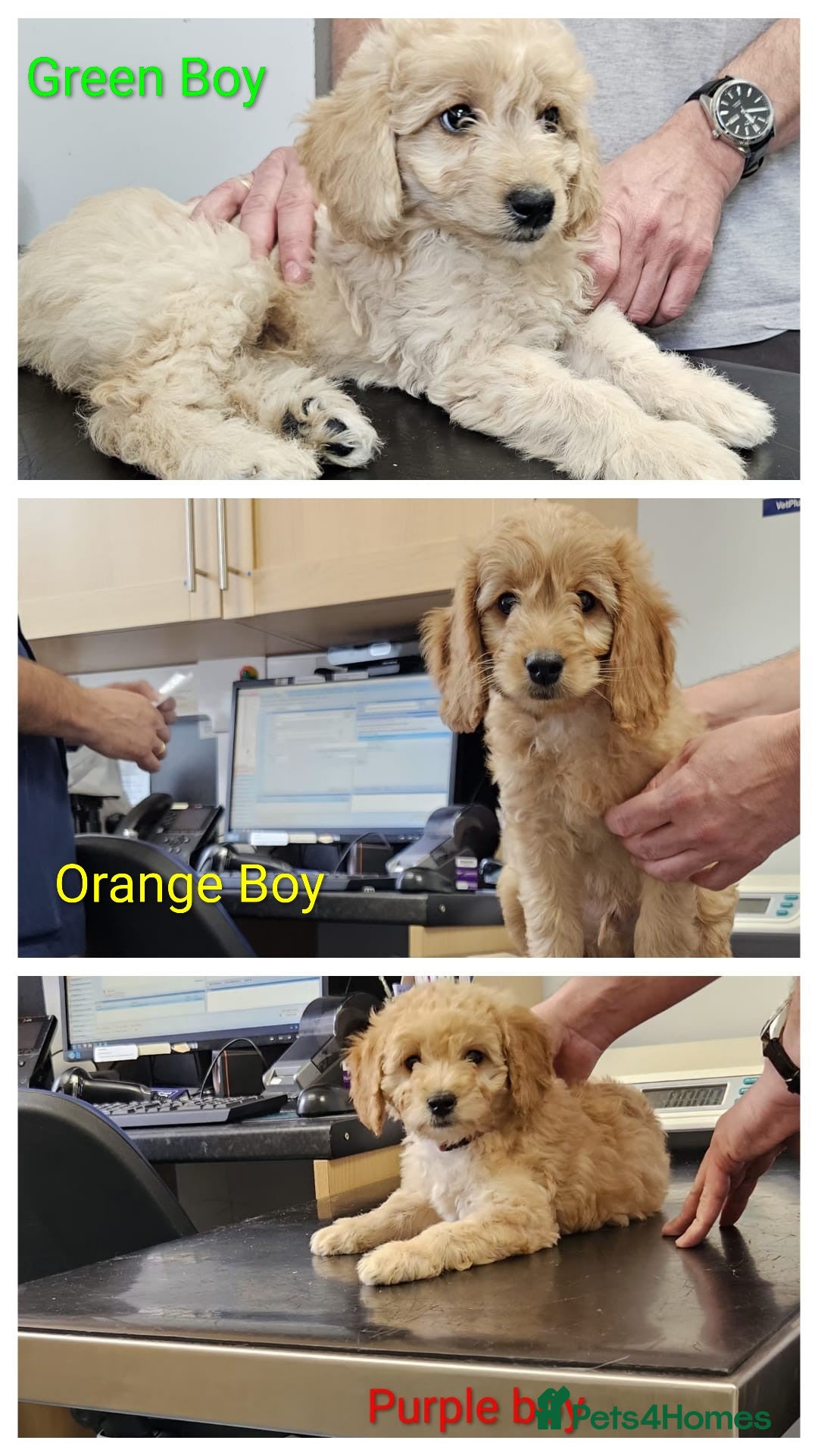 Mini Goldendoodle dogs READY NOW Miniature Goldendoodle Puppies F1B  - Advert 2