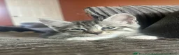 Maine Coon cats for sale: Half Mainecoon’s  - Advert 3