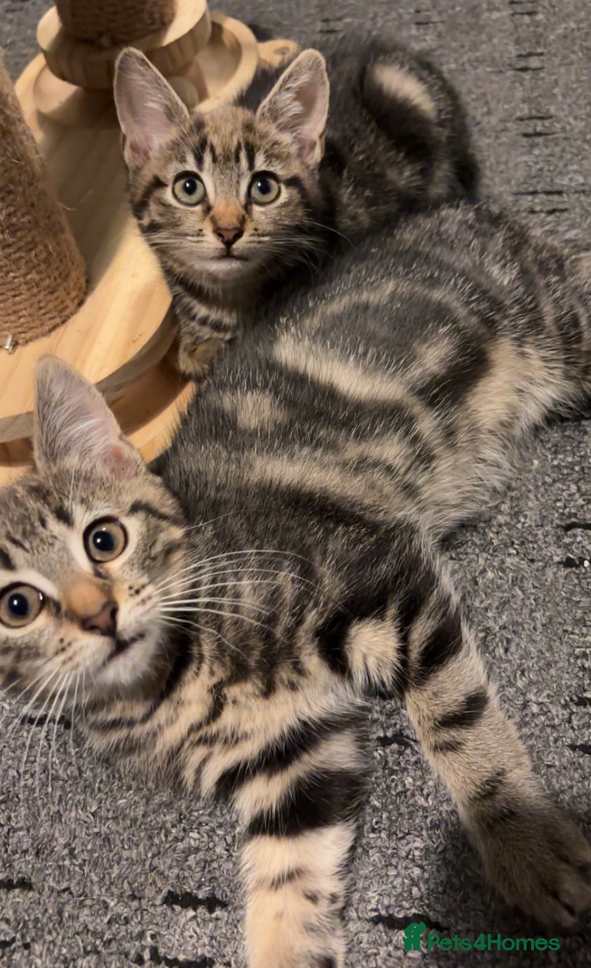 Mixed Breed cats 2 Beautiful Kittens Ready To Go - Advert 13