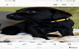 Labrador Retriever dogs for sale: LABRADOR PUPPYS 5WEEKS READY TO VIEW - Image 10