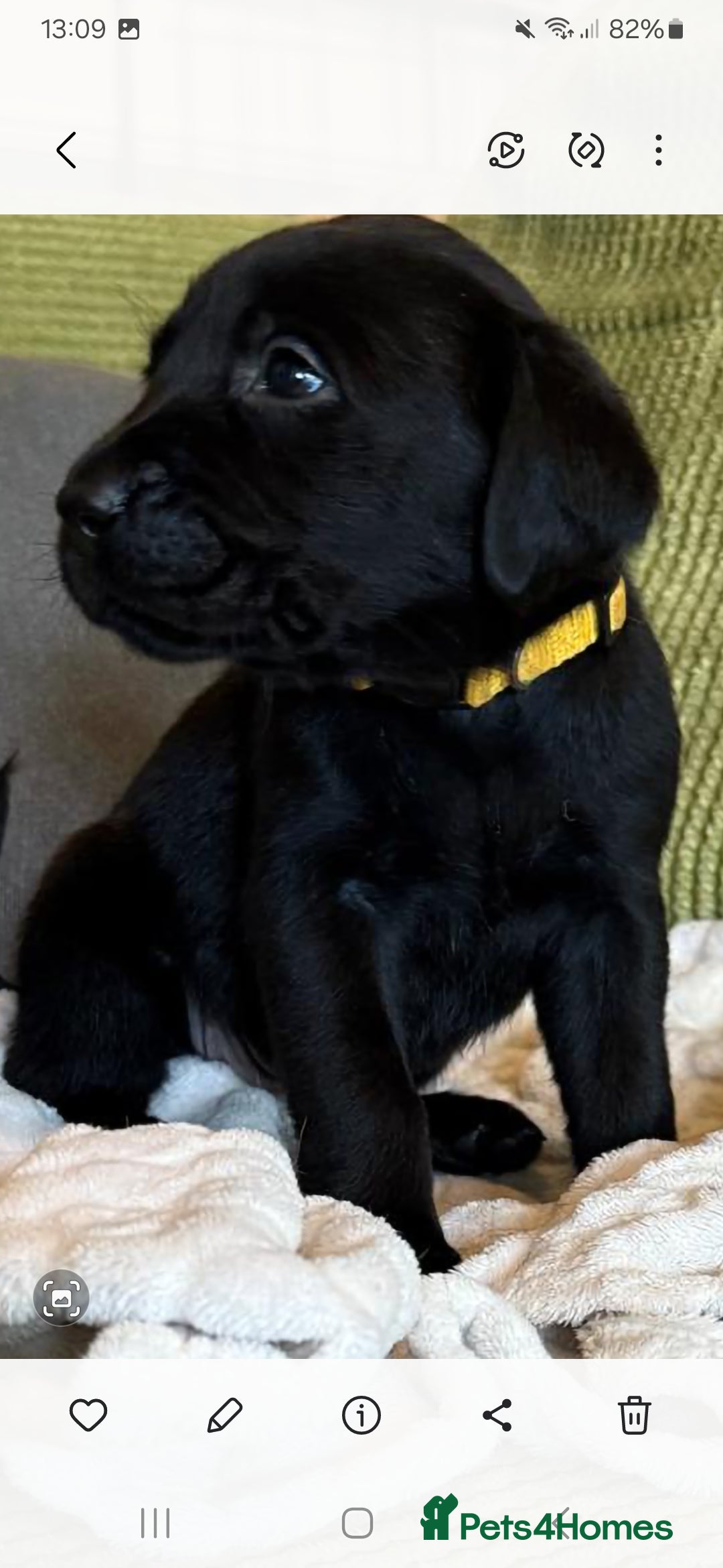 Labrador Retriever dogs for sale: LABRADOR PUPPYS 5WEEKS READY TO VIEW - Image 10