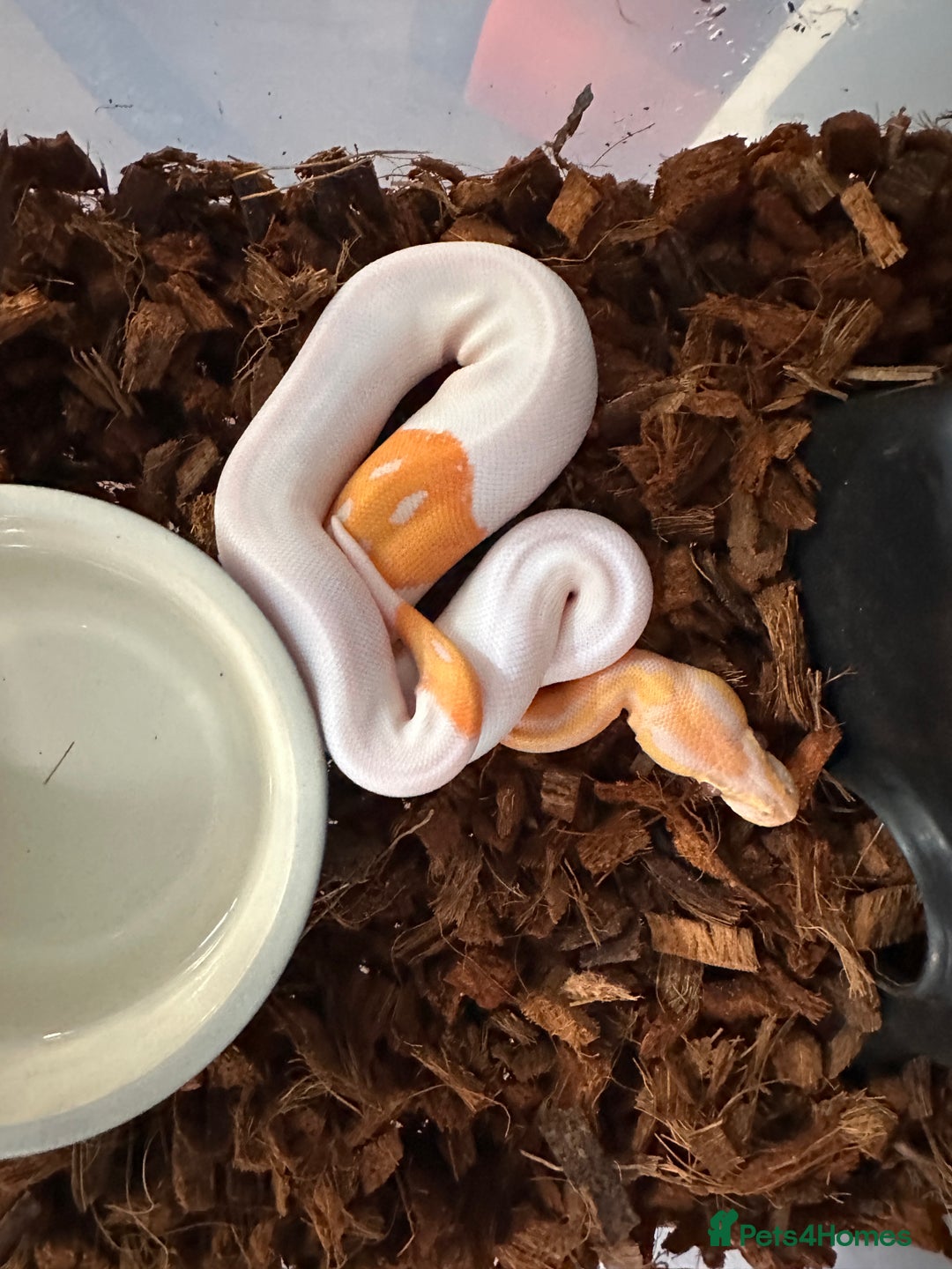 Python Snake reptiles for sale: Albino Lavender Pied ‘Dreamsicle’ Ball Pythons - Advert 7