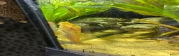 Plecos fish for sale: Albino bn plecs - Advert 3