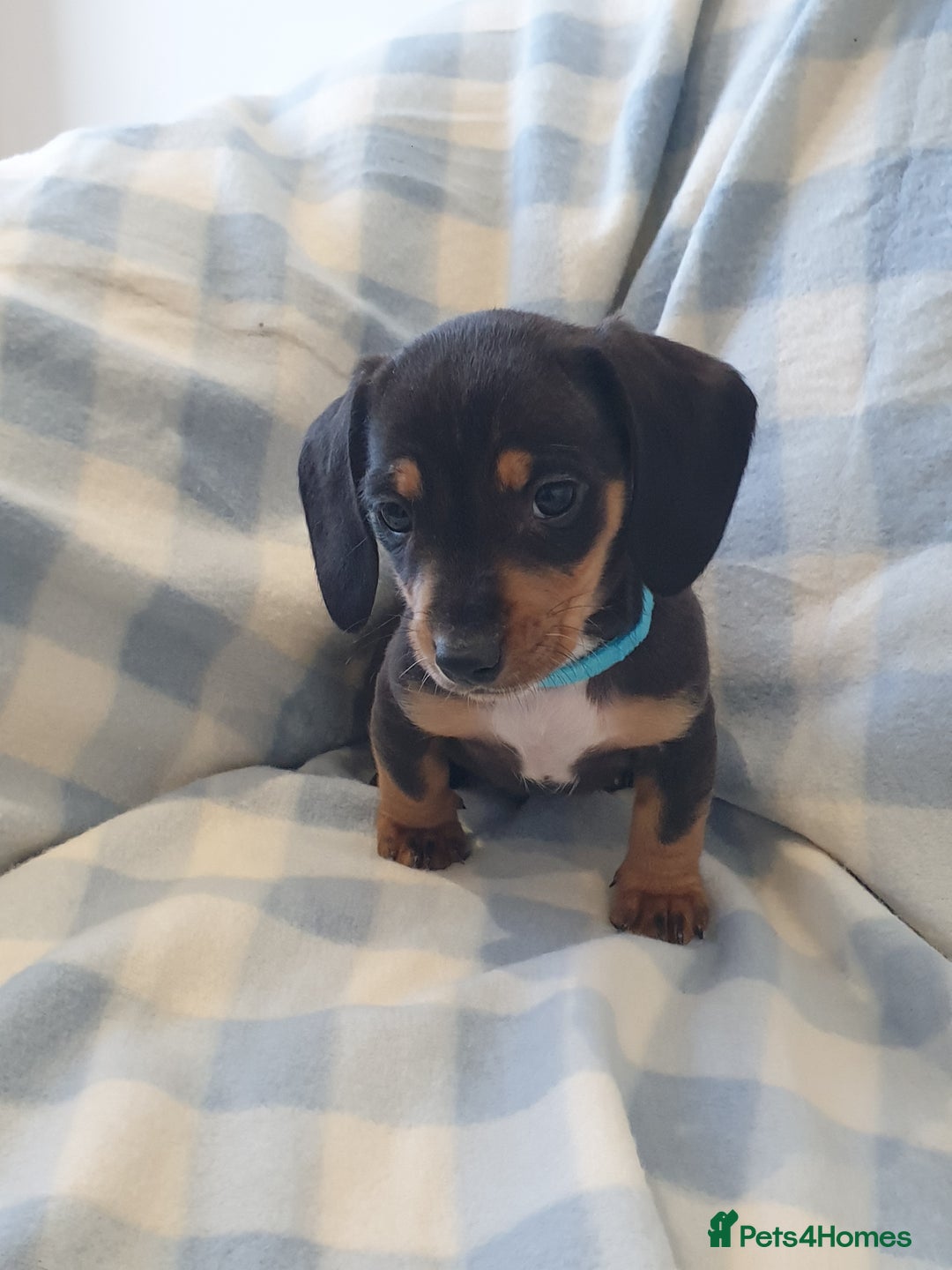 Dachshund dogs for sale: Dachshund puppies  - Advert 3