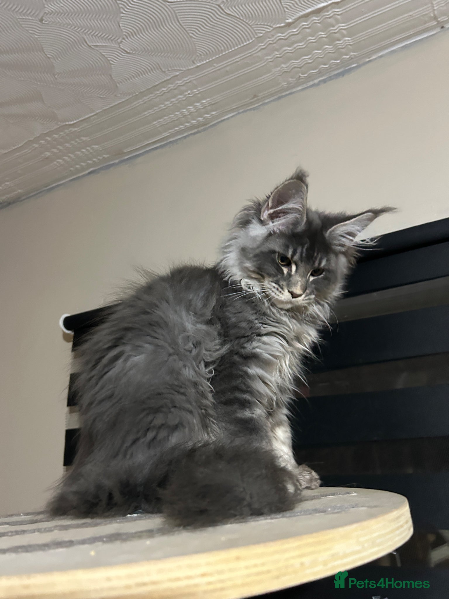 Maine Coon cats Maine Coon  - Advert 2