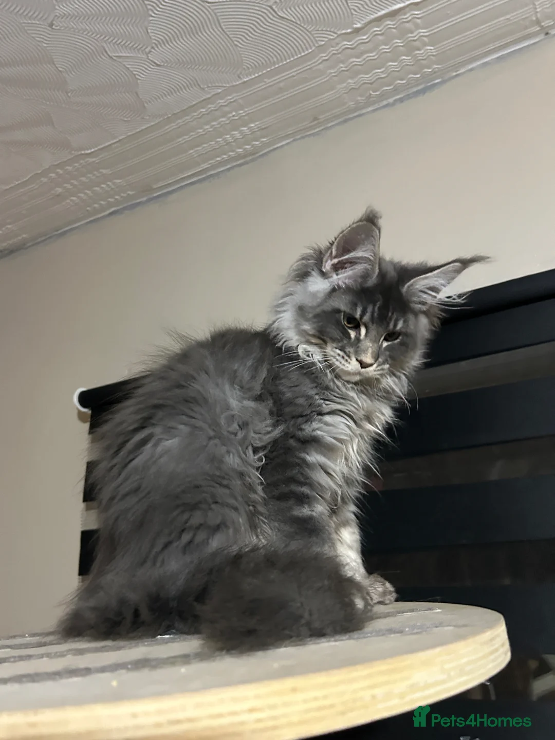 Maine Coon cats for sale: Maine Coon  in Walsall - Advert 1
