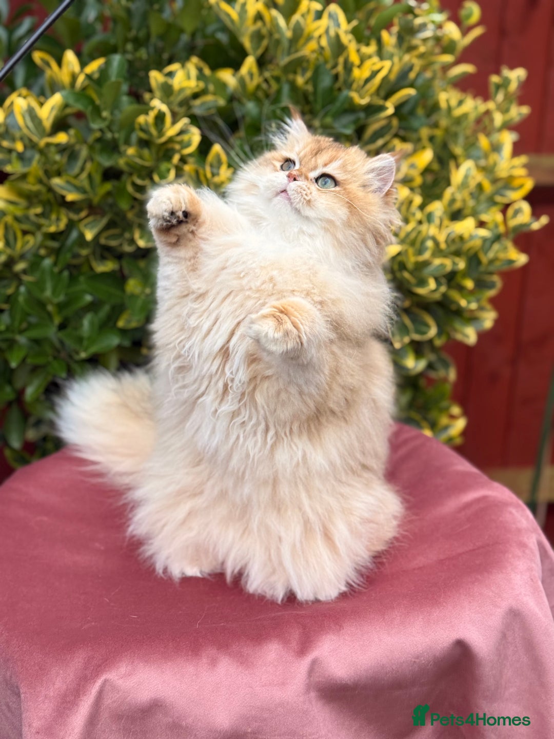 British Shorthair cats for sale: Last boy - superb pedigree and clear genetic tests - Advert 1