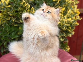 British Shorthair cats Last boy - superb pedigree and clear genetic tests - Advert 2