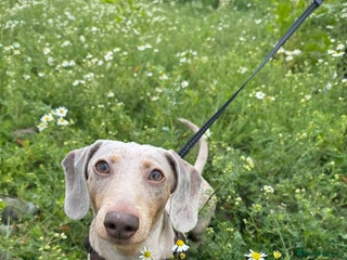 Dachshund dogs in Burton-on-Trent - Advert 23