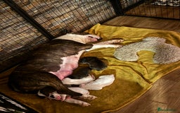English Bull Terrier dogs for sale: Bull terrier puppies sired by uk champion  - Image 12