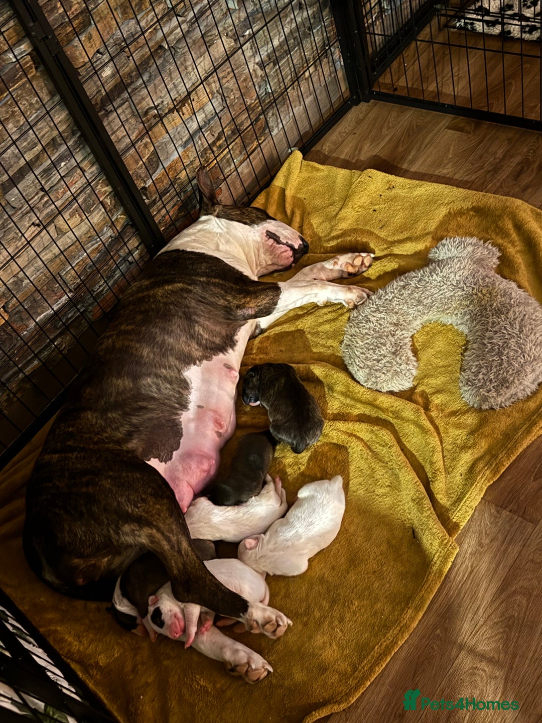 English Bull Terrier dogs for sale: Bull terrier puppies sired by uk champion  - Image 12
