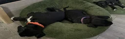 Patterjack dogs for sale: 2 stunning black patterjack girls  in Wallsend - Advert 6
