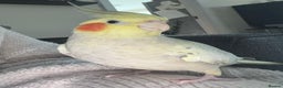 Cockatiels birds for sale: Female tamed tail  - Advert 1
