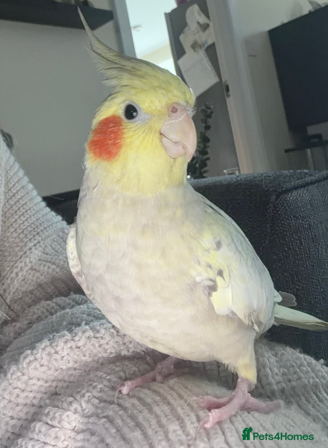 Cockatiels birds for sale: Female tamed tail  - Advert 1