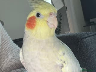 Cockatiels birds Female tamed tail - Advert 1