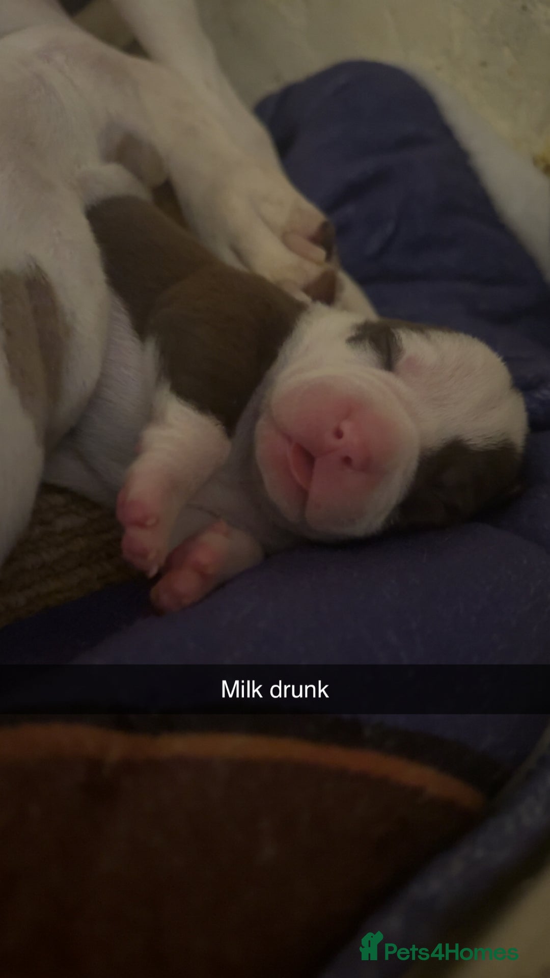 Mixed Breed dogs for sale: Standard bully cross breed - Advert 5