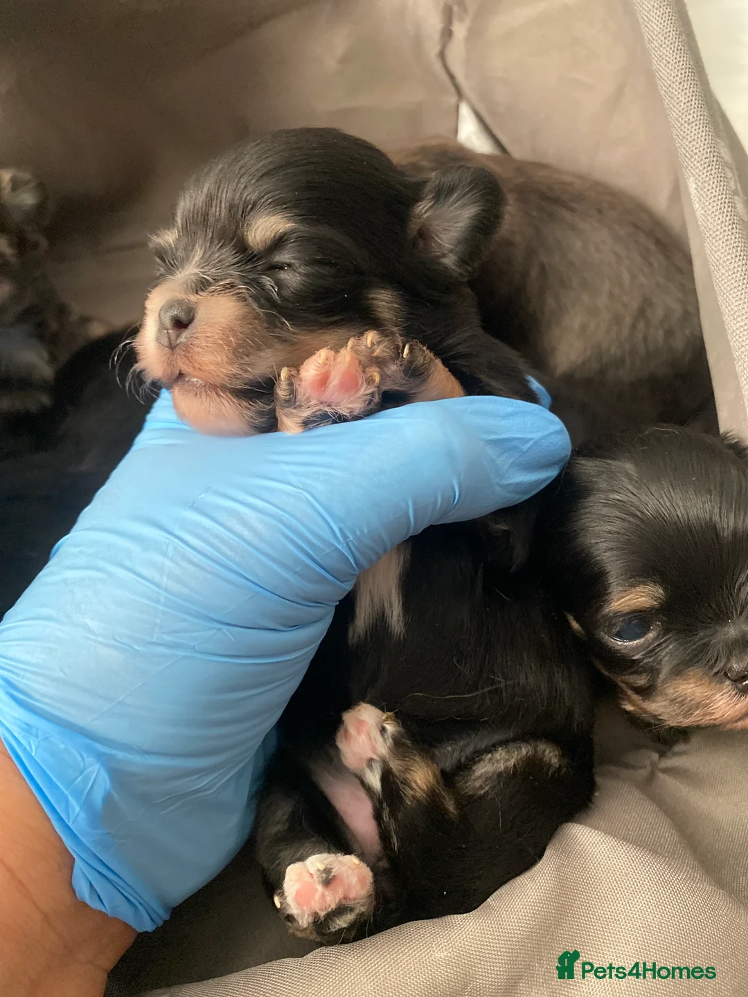 Mixed Breed dogs for sale: Adorable Tini malchi puppies  - Advert 18